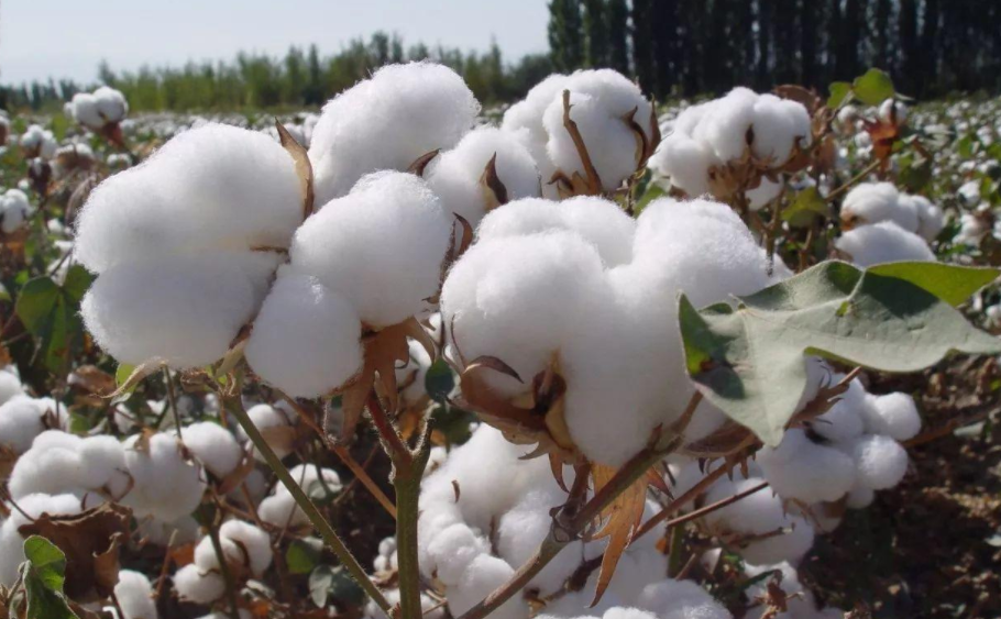 棉花怎么施肥，施什么肥料好？  农资人 农资人网站 棉花 施肥 棉花施肥 第1张