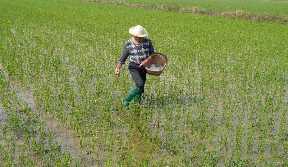 种植户如何决定施哪种肥料