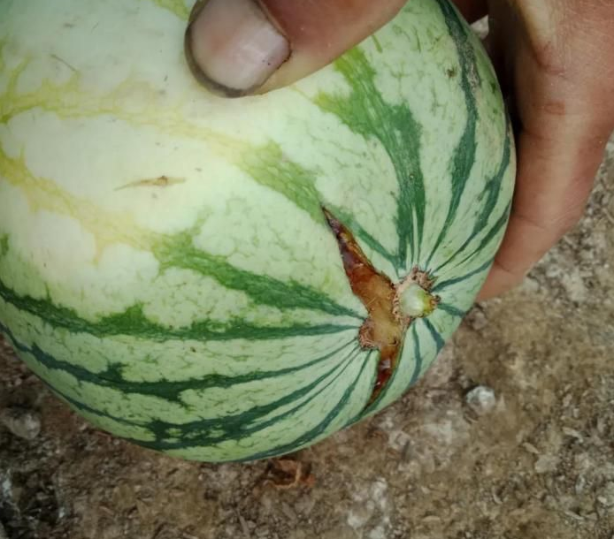 搞懂这些新农药配方,药效提高一倍!建议收藏 搞懂这些新农药配方,药效提高一倍!建议收藏
