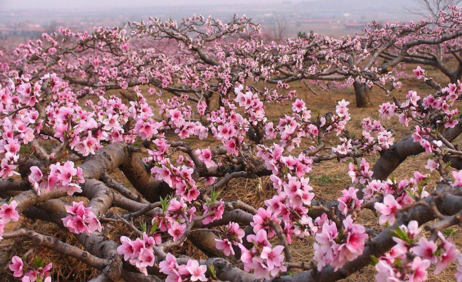 4月份桃树管理详细讲解  农资人 农资人网站 植保技术 桃树管理 桃园管理 病虫害 第1张
