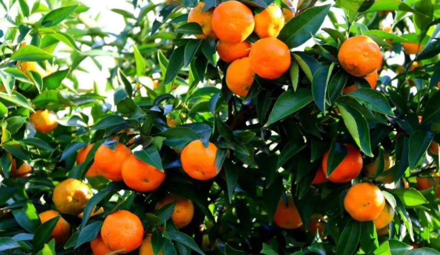 想要种植好柑橘，要学会入门基础，新手须知