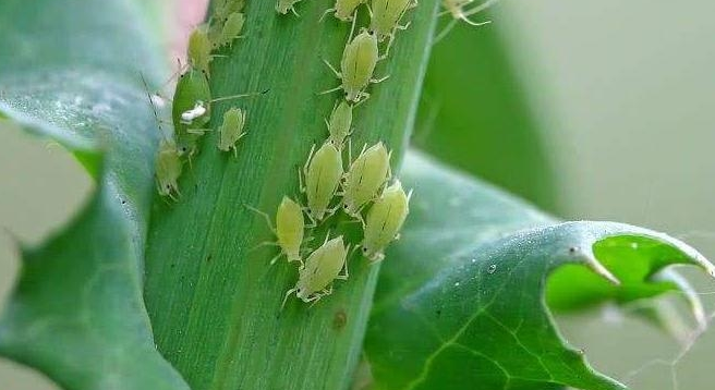 李子常见病虫害，春夏交替季节，李子树如何防治蚜虫  农资人 农资人网站 植保技术 李子 病虫害 李子树 蚜虫 第1张