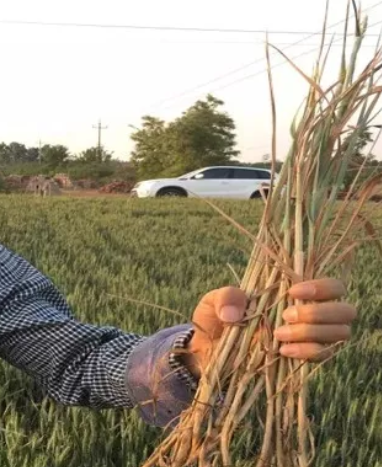 紧急！小麦又一个癌症在我国多地大爆发，可导致绝收，太可怕了……  农资人 农资人网站 植保技术 小麦 第3张