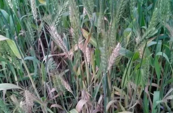 紧急！小麦又一个癌症在我国多地大爆发，可导致绝收，太可怕了……  农资人 农资人网站 植保技术 小麦 第5张