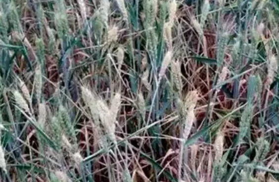 紧急！小麦又一个癌症在我国多地大爆发，可导致绝收，太可怕了……  农资人 农资人网站 植保技术 小麦 第6张