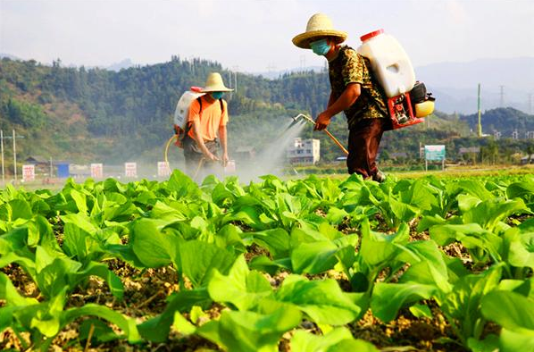 叶面肥为什么这么火？  农资人 农资人网站 植保技术 叶面肥 施肥方法 第1张