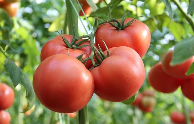 番茄出现落花落果什么原因造成的？怎么避免番茄落花落果？