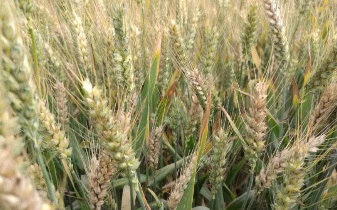 小麦赤霉病，为啥越来越严重？专家揭开真相，与秸秆还田有很大关系！