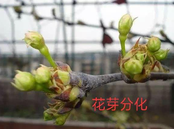 你了解吗?花芽分化——克服大小年的关键! 你了解吗?花芽分化——克服大小年的关键!