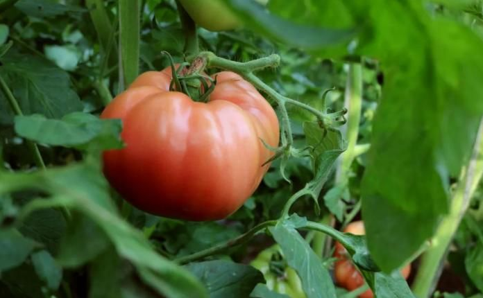 5种极端环境下的大棚番茄空洞果，如何对症防治？