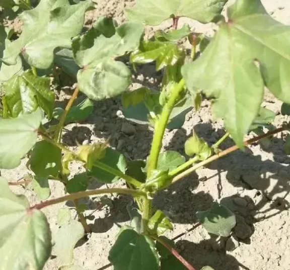 棉花种植的田间管理技术! 如何才能蕾多、铃重,实现超高产 棉花种植的田间管理技术! 如何才能蕾多、铃重,实现超高产