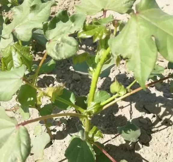 棉花种植的田间管理技术！ 如何才能蕾多、铃重，实现超高产  农资人 农资人网站 农资人网 植保技术 棉花蕾期 棉花 棉花种植 第1张