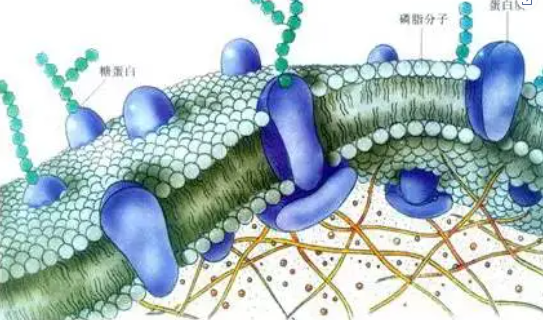 钙元素全解！吃透你的作物成长不再是难题  农资人 农资人网站 农资人网 植保技术 第1张