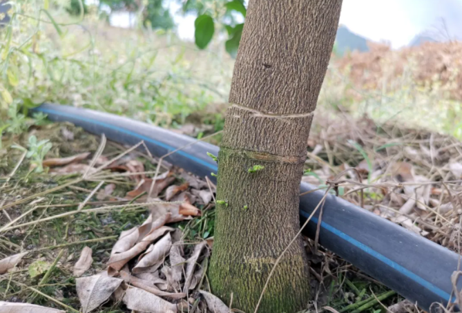 初夏∣柑橘果树控梢保果  农资人 农资人网站 农资人网 植保技术 第1张