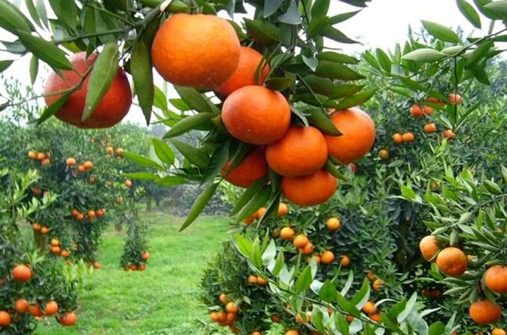 柑橘科学施肥要点，掌握这些，再不怕柑橘的产量上不去了！