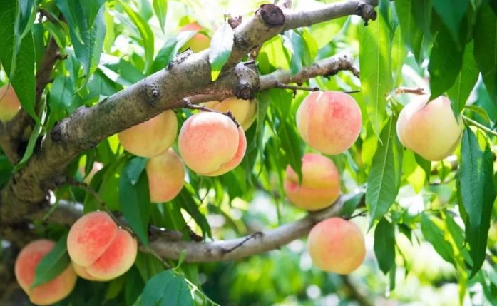 做好桃树这4个时期的追肥管理 坐果好、成果靓，产量高